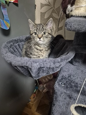 Bkh noch ein kitten frei