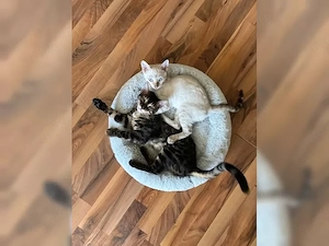 Reinrassige Bengal-Katzen in liebevolle Hände abzugeben, mit Stammbaum.