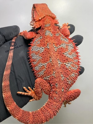 Bartagamen Weibchen (Pogona vitticeps) half red Monster half extreme red het Hypo poss. het Trans