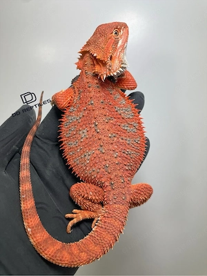 Bartagamen Weibchen (Pogona vitticeps) half red Monster half extreme red het Hypo poss. het Trans