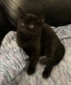 BKH Kitten zum abgeben bereit 