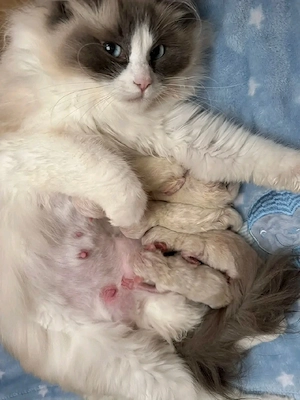 Ragdoll-Kätzchen