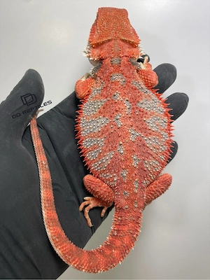Bartagamen Weibchen (Pogona vitticeps) half red Monster half extreme red het Hypo poss. het Trans
