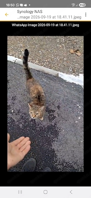 Elfi - Tigermädchen sucht ihr Traumzuhause