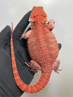 Bartagamen Weibchen (Pogona vitticeps) half red Monster half extreme red het Hypo poss. het Trans