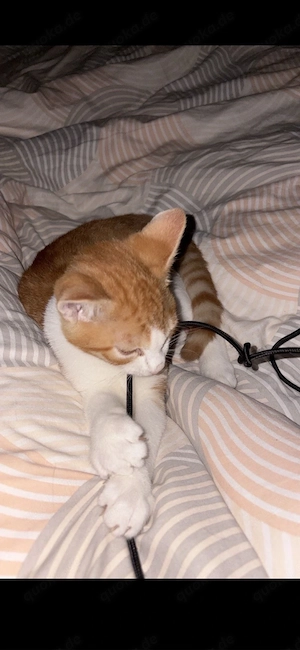 kater in liebevolle hände abzugeben