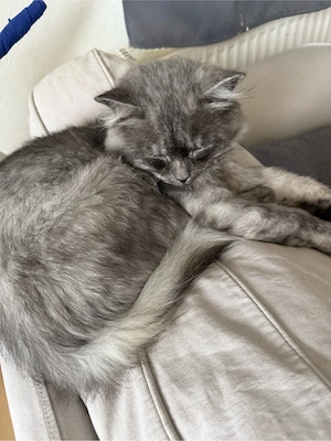 langhaar mix kitten