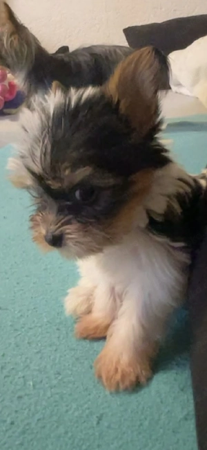 2 kleine Mini Biewer   Yorkshire Terrier Welpen (Weibchen)