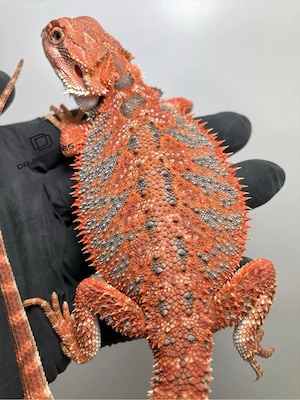 Bartagamen Weibchen (Pogona vitticeps) half red Monster half extreme red het Hypo poss. het Trans