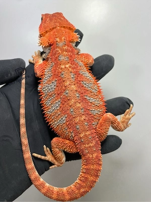Bartagamen Weibchen (Pogona vitticeps) half red Monster half extreme red het Hypo poss. het Trans