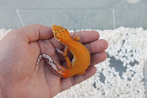 Leopardgecko Afghan Tangerine Bell Albino -Female-