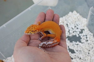 Leopardgecko Afghan Tangerine Bell Albino -Female-
