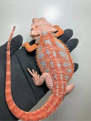 Bartagamen Männchen (Pogona vitticeps) orange glowing Hypo high blue Tiger