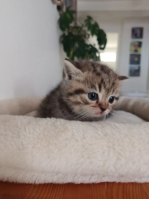 Britisch Kurzhaar Kitten,  BKH