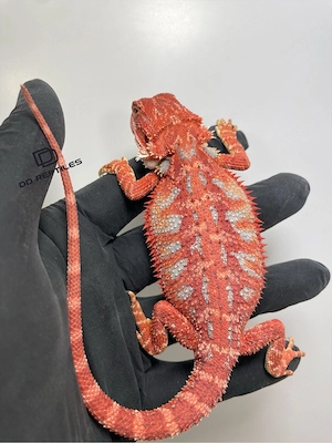 Bartagamen Männchen (Pogona vitticeps) red Hypo blue Tiger
