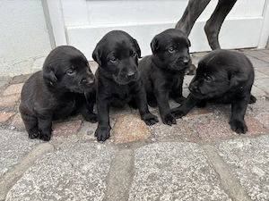 Labmaraner hundewelpen