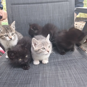 Katzenbabys, Babykatzen, Kater, Katze