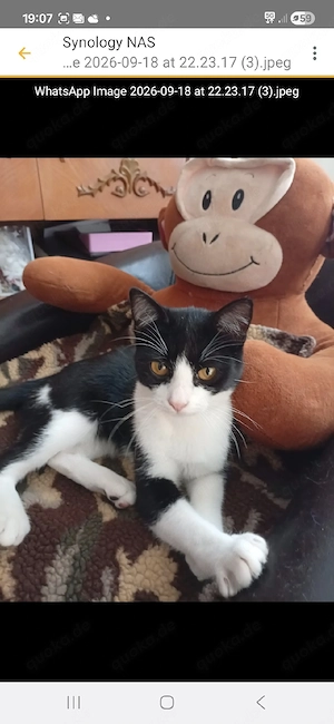 Magnus - kleiner Schmusekater sucht sein Für-immer-Zuhause 