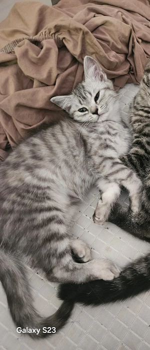 Katze abzugeben 