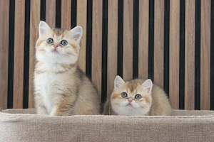 BKH - Kitten in golden shaded, abgabebereit 