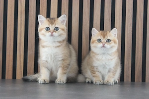 BIH - Kitten in golden shaded