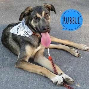 Rubble, junger Schäferhund Mix Rüde sucht dringend ein Zuhause