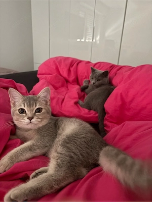 2 Britisch Kurzhaar Katzen abzugeben