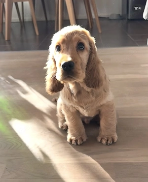 Traumhafte Cocker Spaniel Welpen!