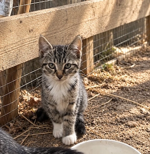 Babykatzen 