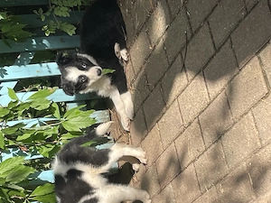 Border Collie Welpen