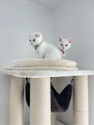 Zwei liebe Kater mit Zubehör zu verkaufen