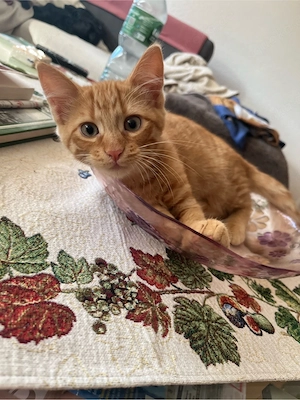 Rotes Katzenbaby männlich