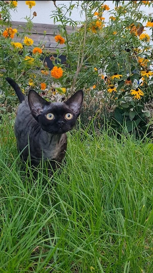 Wunderschöne Mädchen 