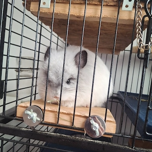 Chinchilla Weibchen Mosaik - Ruby 