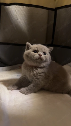 Bkh Lilac, noch 1 junge frei 
