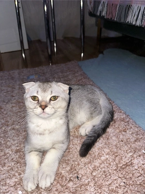 süße Kätzchen, suchen eine zu Hause