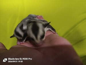 Zwei Sugar Glider Weibchen Babys 