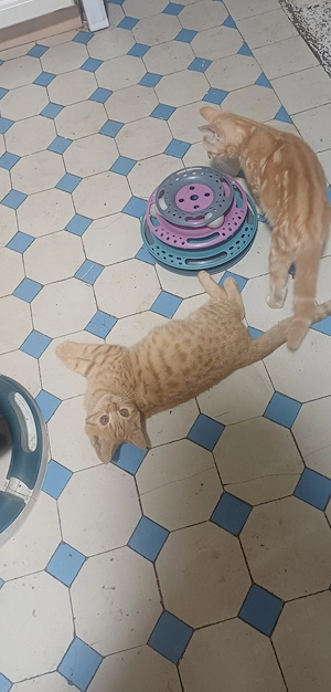 BKH- katerchen in rot m.P..
