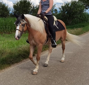 Freizeitpferd 