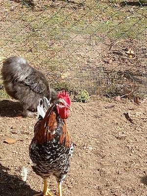 schwedisches Blumenhuhn