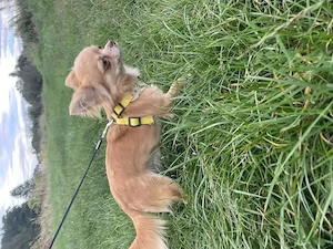 Chihuahua langhaar hundin mit Stammbaum teacup