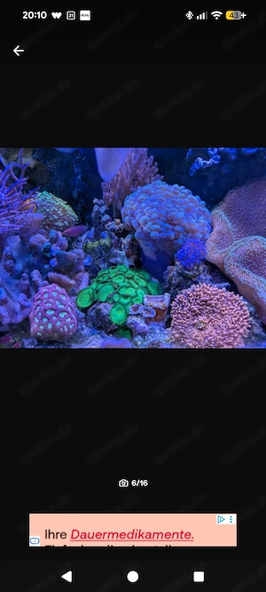 Aqua medic Armatus 250 Meerwasser Aquarium komplett mit Besatz und Technik  Bild 4