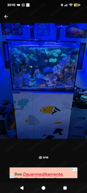 Aqua medic Armatus 250 Meerwasser Aquarium komplett mit Besatz und Technik  Bild 3
