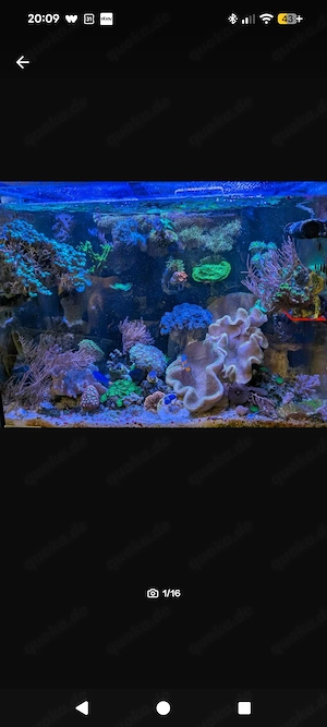 Aqua medic Armatus 250 Meerwasser Aquarium komplett mit Besatz und Technik 
