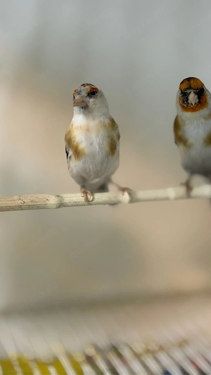 Vogel Stieglitz zu verkaufen