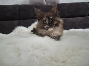 Typvolles Maine Coon Mädchen Black Tortie Smoke