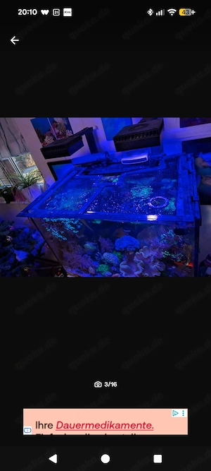 Aqua medic Armatus 250 Meerwasser Aquarium komplett mit Besatz und Technik  Bild 7