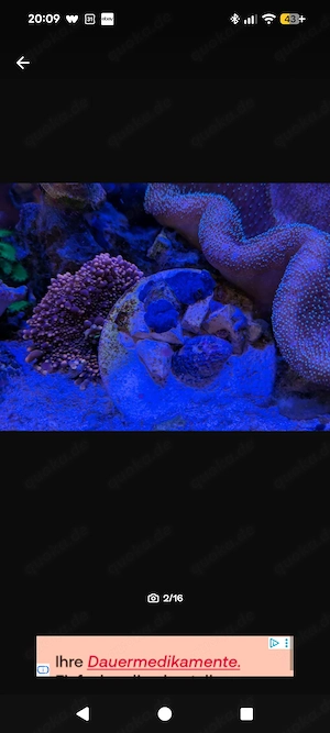 Aqua medic Armatus 250 Meerwasser Aquarium komplett mit Besatz und Technik  Bild 5