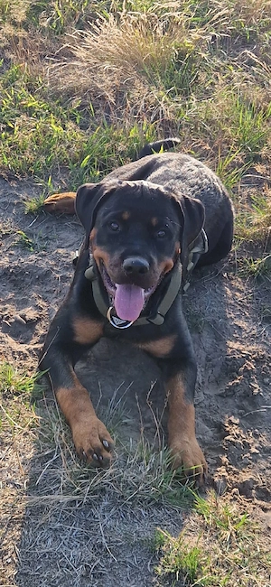 Rottweiler Hündin (6 Monate alt) 