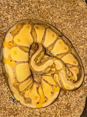 Banana Pastel het Clown von 2022
